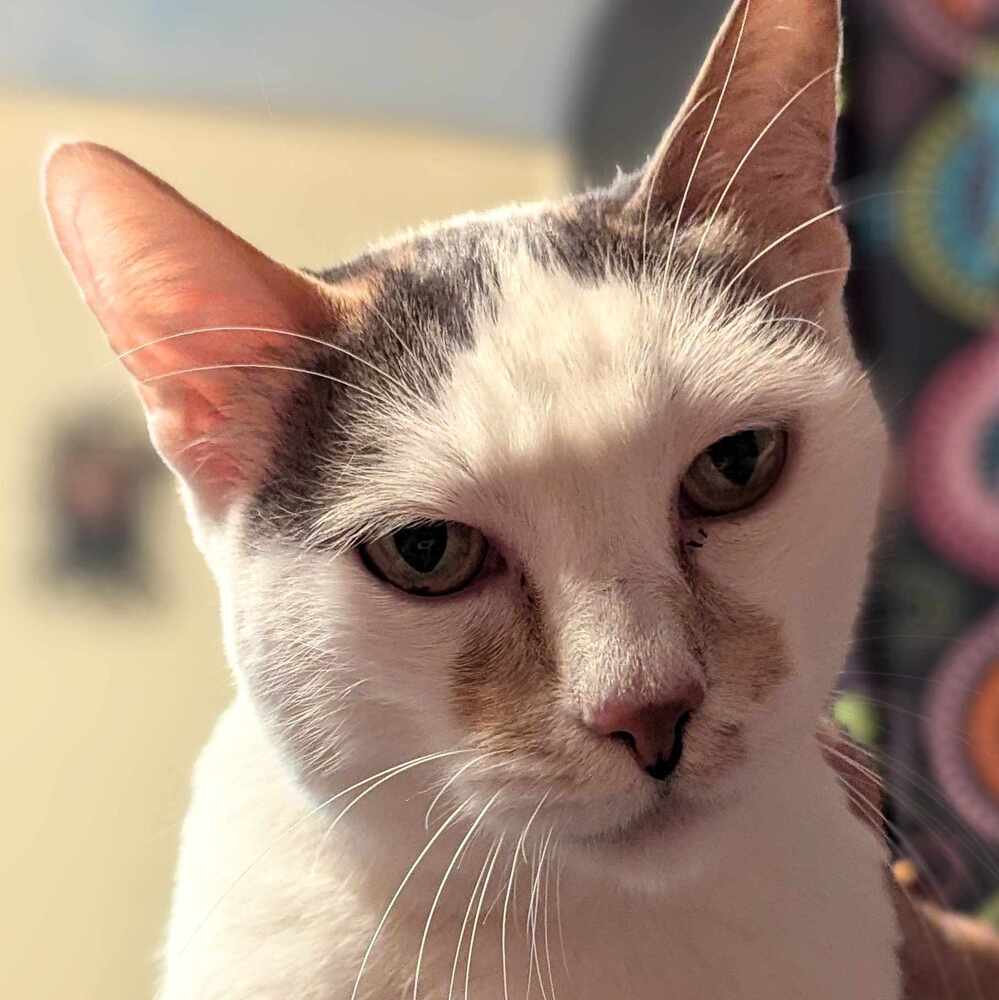 Mimi, an adoptable Domestic Short Hair in Bellingham, WA, 98227 | Photo Image 3