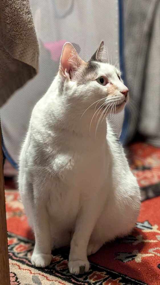 Mimi, an adoptable Domestic Short Hair in Bellingham, WA, 98227 | Photo Image 4