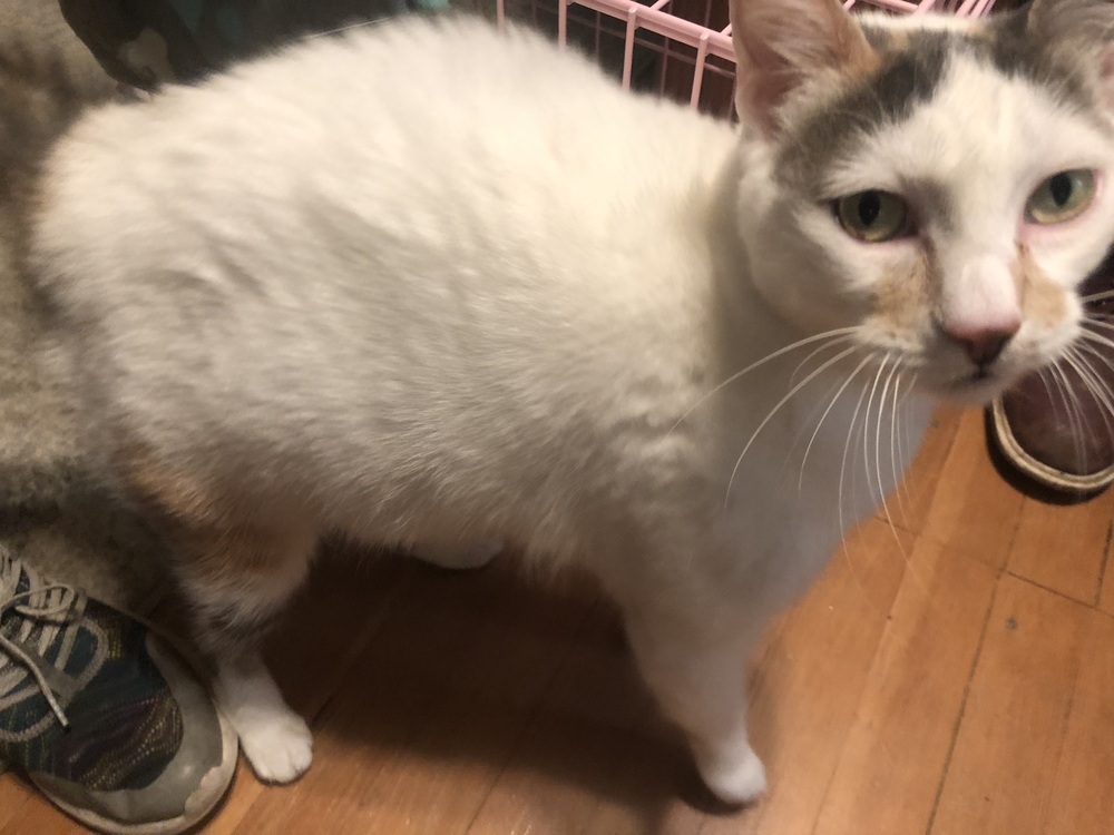 Mimi, an adoptable Domestic Short Hair in Bellingham, WA, 98227 | Photo Image 5