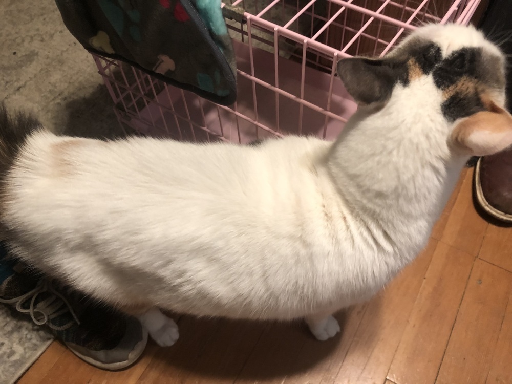Mimi, an adoptable Domestic Short Hair in Bellingham, WA, 98227 | Photo Image 6