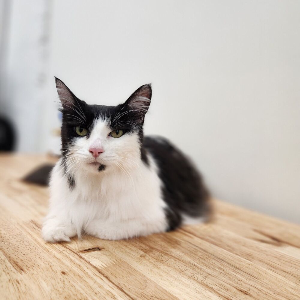 Sophie, an adoptable Domestic Long Hair in Bellingham, WA, 98227 | Photo Image 1