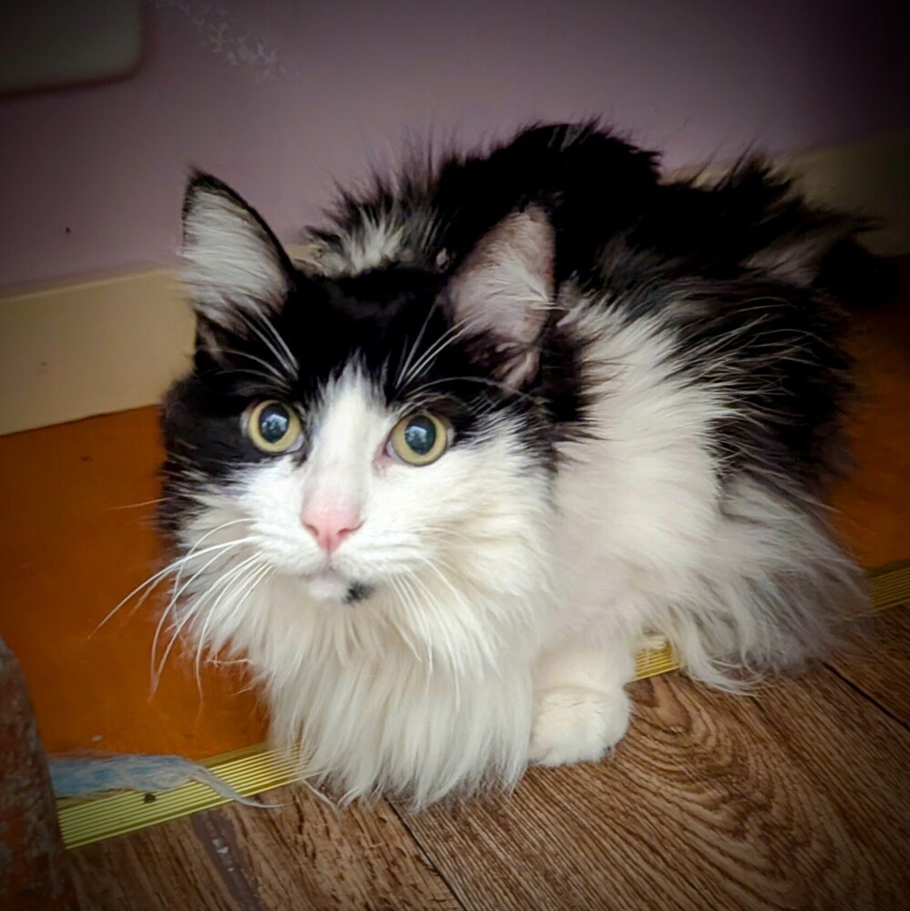 Sophie, an adoptable Domestic Long Hair in Bellingham, WA, 98227 | Photo Image 2
