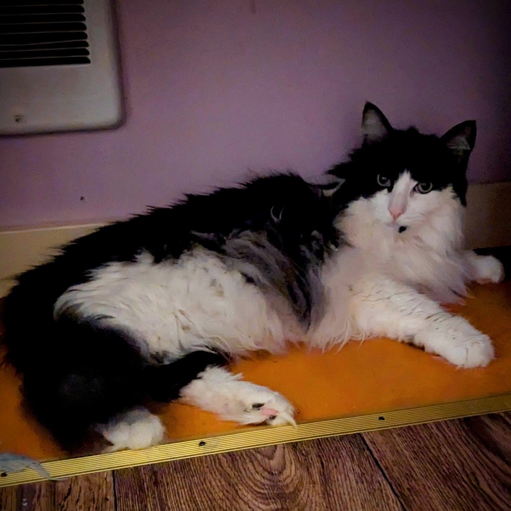 Sophie, an adoptable Domestic Long Hair in Bellingham, WA, 98227 | Photo Image 3