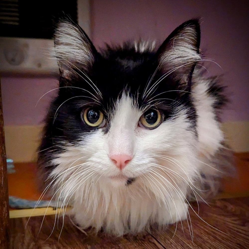 Sophie, an adoptable Domestic Long Hair in Bellingham, WA, 98227 | Photo Image 4