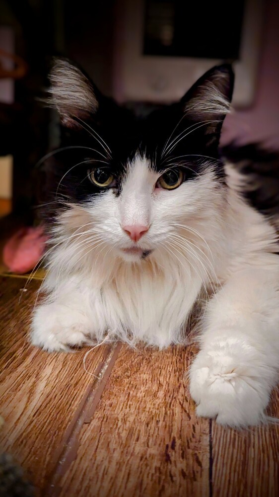 Sophie, an adoptable Domestic Long Hair in Bellingham, WA, 98227 | Photo Image 5