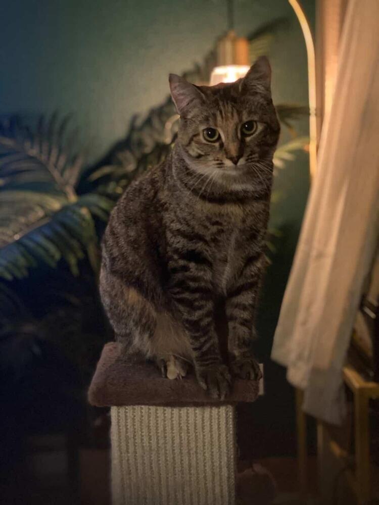 Sofia