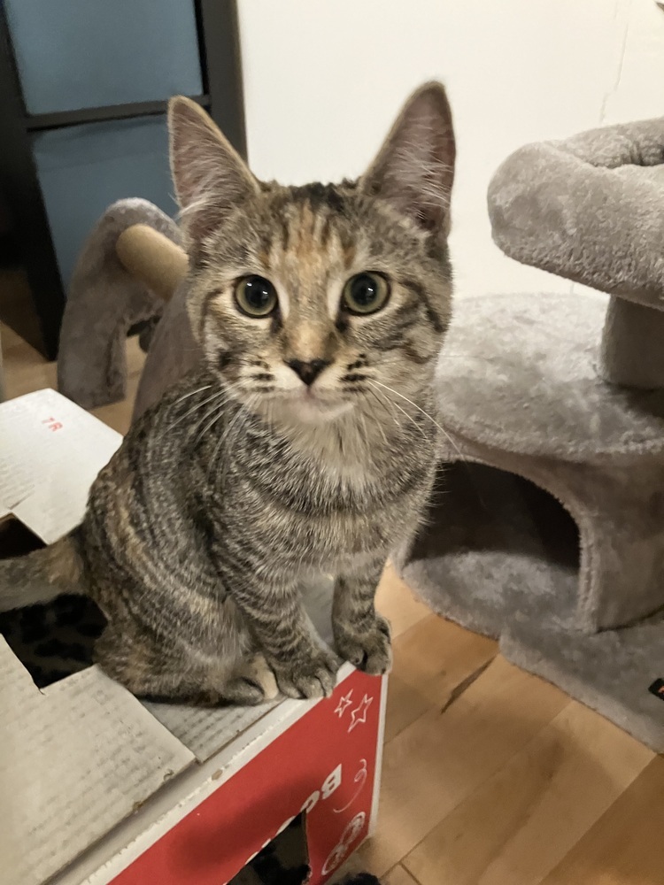 Sofia, an adoptable Domestic Short Hair in Bellingham, WA, 98227 | Photo Image 2