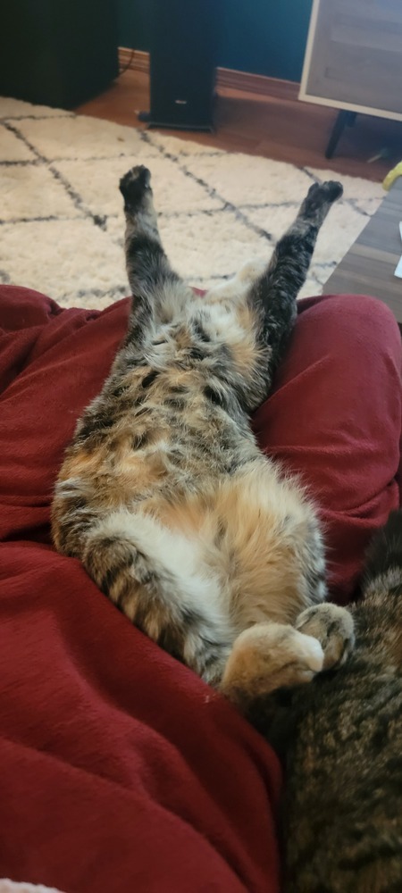 Sofia, an adoptable Domestic Short Hair in Bellingham, WA, 98227 | Photo Image 3