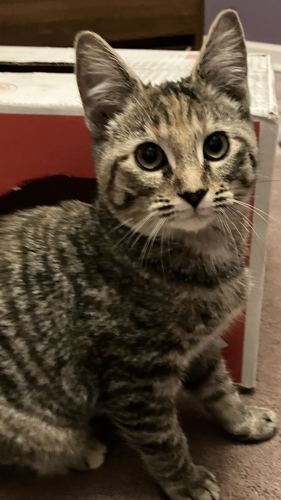 Sofia, an adoptable Domestic Short Hair in Bellingham, WA, 98227 | Photo Image 4