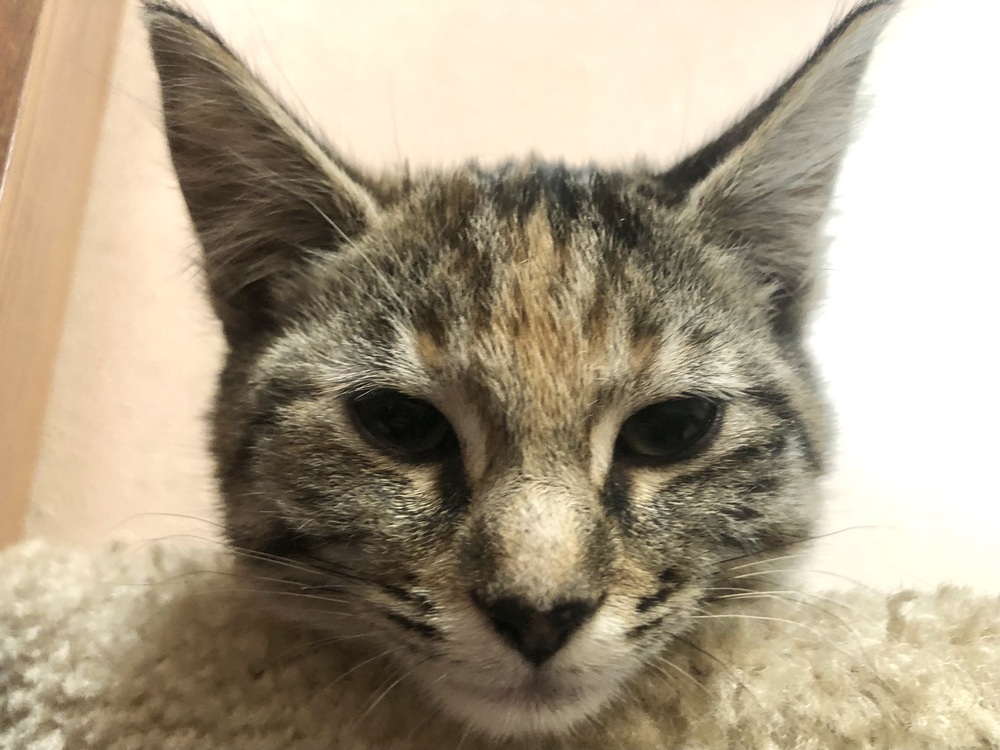 Sofia, an adoptable Domestic Short Hair in Bellingham, WA, 98227 | Photo Image 5