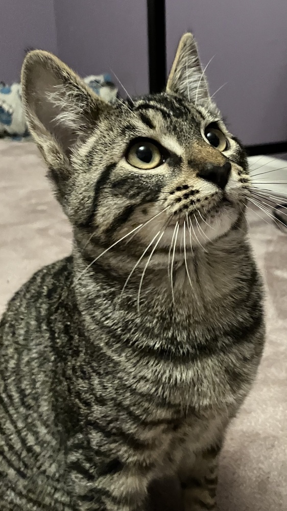 Howie, an adoptable Domestic Short Hair in Bellingham, WA, 98227 | Photo Image 1