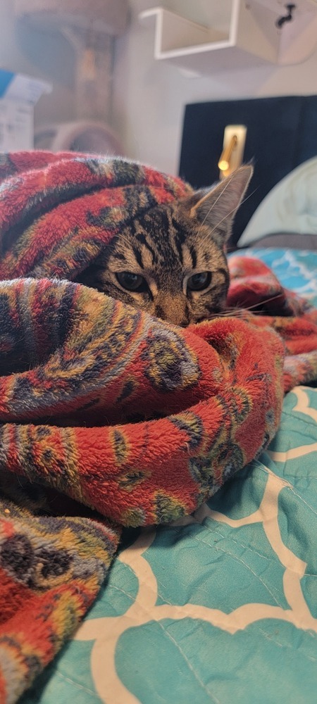 Howie, an adoptable Domestic Short Hair in Bellingham, WA, 98227 | Photo Image 2