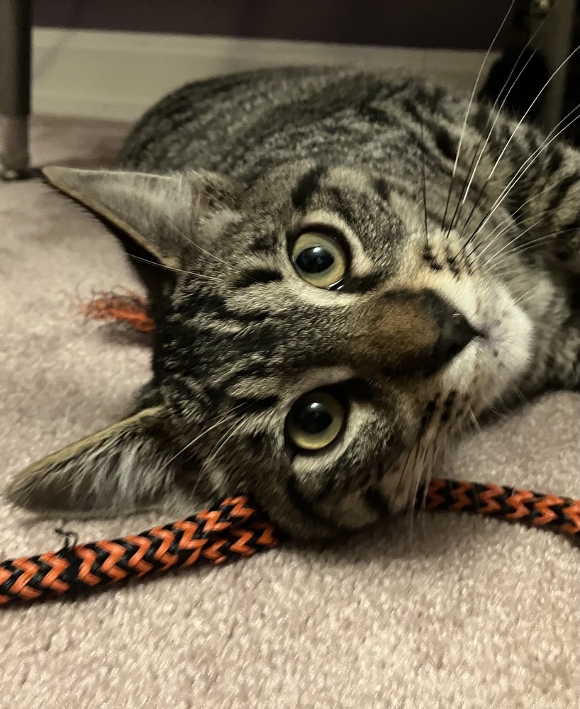 Howie, an adoptable Domestic Short Hair in Bellingham, WA, 98227 | Photo Image 3