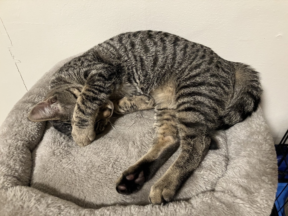 Howie, an adoptable Domestic Short Hair in Bellingham, WA, 98227 | Photo Image 4