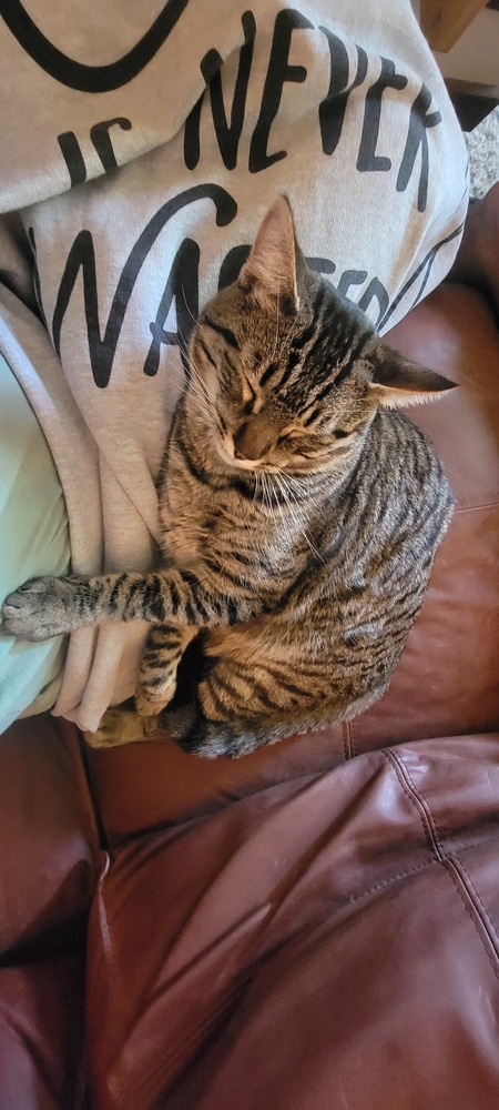 Howie, an adoptable Domestic Short Hair in Bellingham, WA, 98227 | Photo Image 6