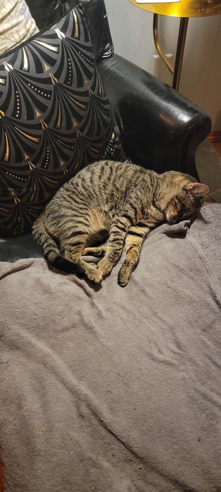 Howie, an adoptable Domestic Short Hair in Bellingham, WA, 98227 | Photo Image 6