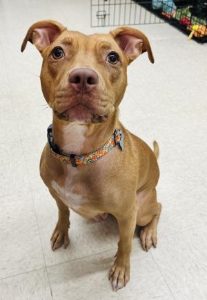 Lil Kim (Kimmy), Young Female Pit Bull Terrier
