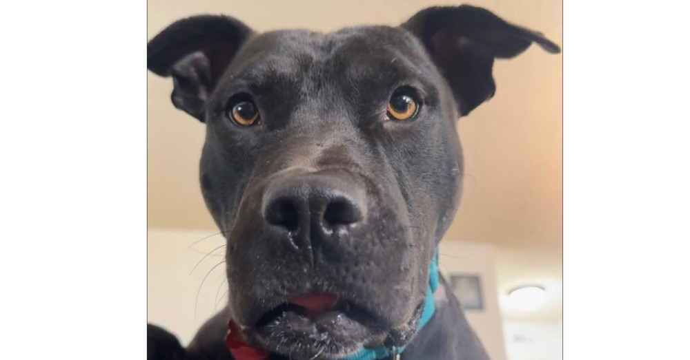 Tyson