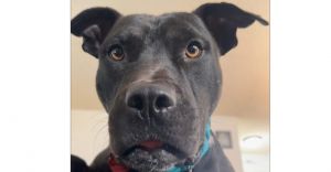 Tyson, Young Male American Staffordshire Terrier