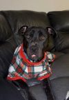 Tyson photo 2