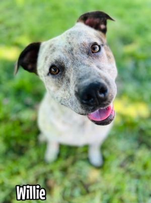 Willie, Young Male Pit Bull Terrier