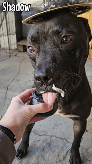 Shadow, Baby Male Labrador Retriever