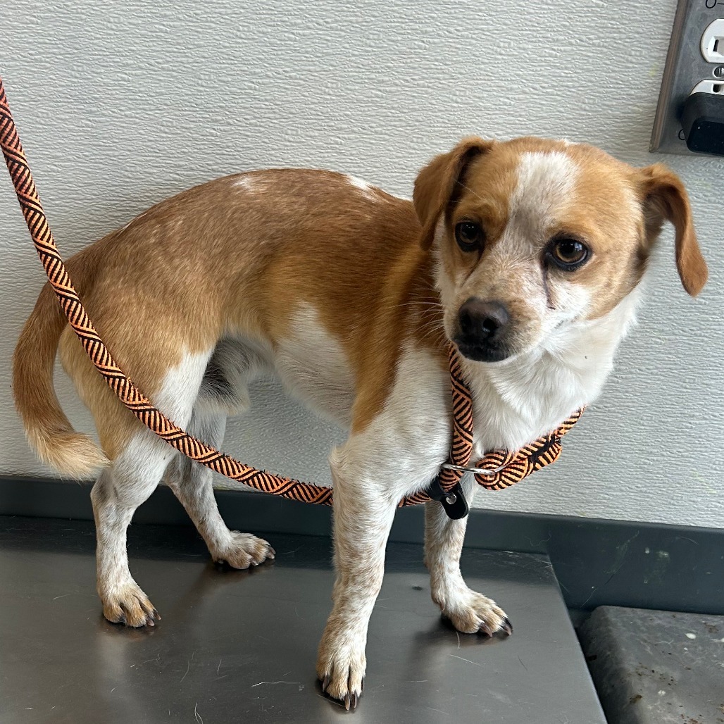 Barnes, an adoptable Mixed Breed in Las Cruces, NM, 88001 | Photo Image 2