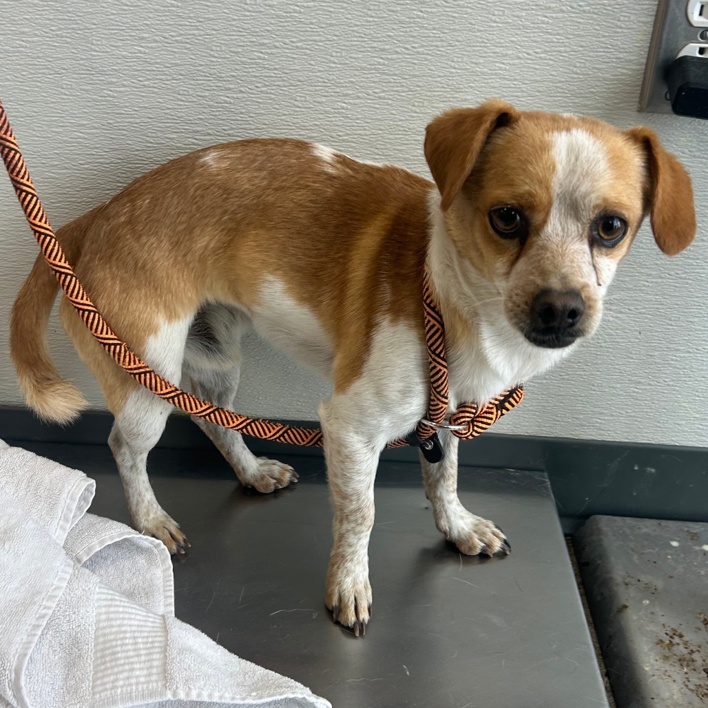 Barnes, an adoptable Mixed Breed in Las Cruces, NM, 88001 | Photo Image 3