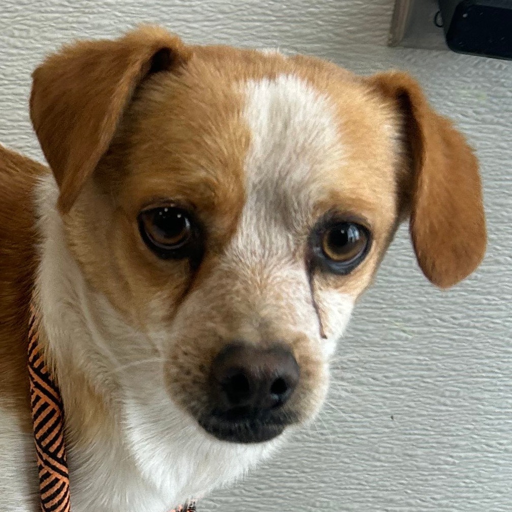 Barnes, an adoptable Mixed Breed in Las Cruces, NM, 88001 | Photo Image 4
