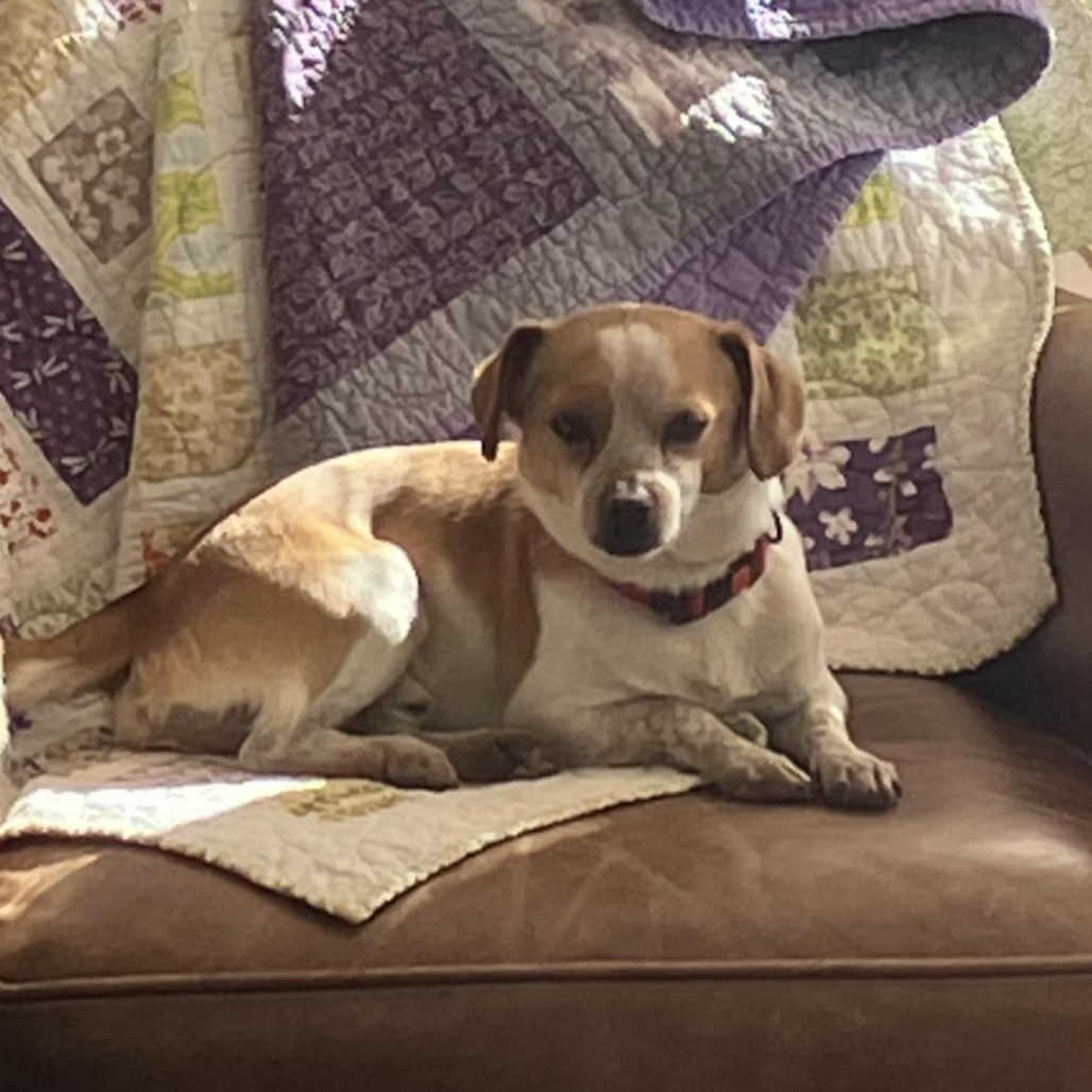 Barnes, an adoptable Mixed Breed in Las Cruces, NM, 88001 | Photo Image 5
