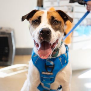 Kenny/aka KJ(Adoption Fee-SPONSORED!), Adult Male unknown