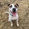 Kenny/aka KJ(Adoption Fee-SPONSORED!) photo 2