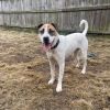 Kenny/aka KJ(Adoption Fee-SPONSORED!) photo 3