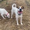 Kenny/aka KJ(Adoption Fee-SPONSORED!) photo 4