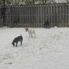 Kenny/aka KJ(Adoption Fee-SPONSORED!) photo 5