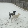 Kenny/aka KJ(Adoption Fee-SPONSORED!) photo 6