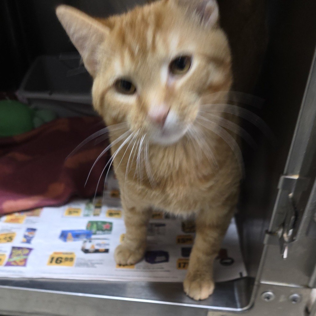 Hissy Elliot 24-0961