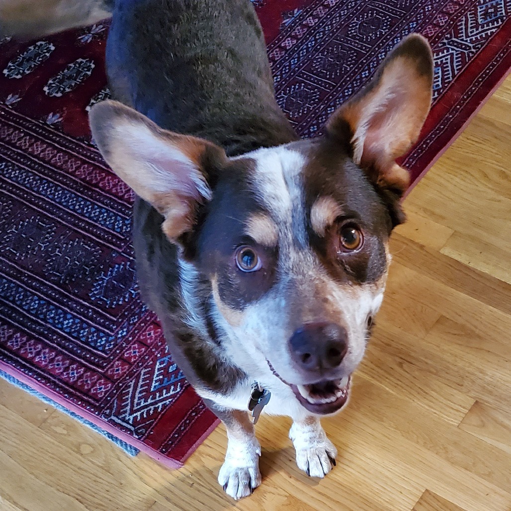 BJ, an adoptable Cattle Dog, Cardigan Welsh Corgi in Corvallis, OR, 97330 | Photo Image 1
