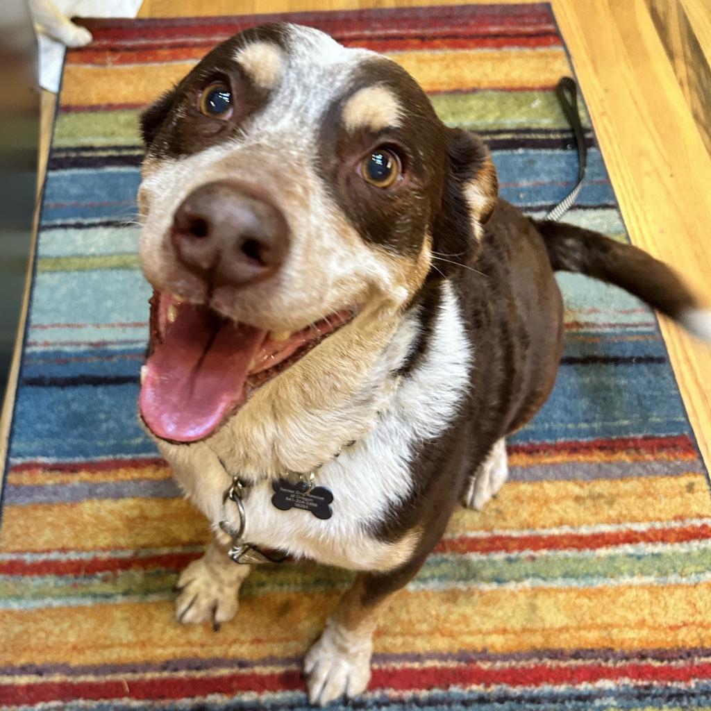 BJ, an adoptable Cattle Dog, Cardigan Welsh Corgi in Corvallis, OR, 97330 | Photo Image 2