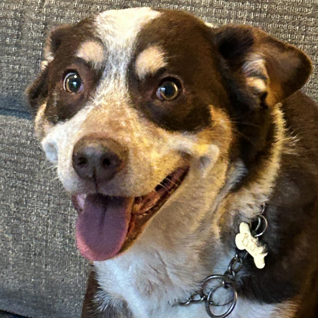BJ, an adoptable Cattle Dog, Cardigan Welsh Corgi in Corvallis, OR, 97330 | Photo Image 3