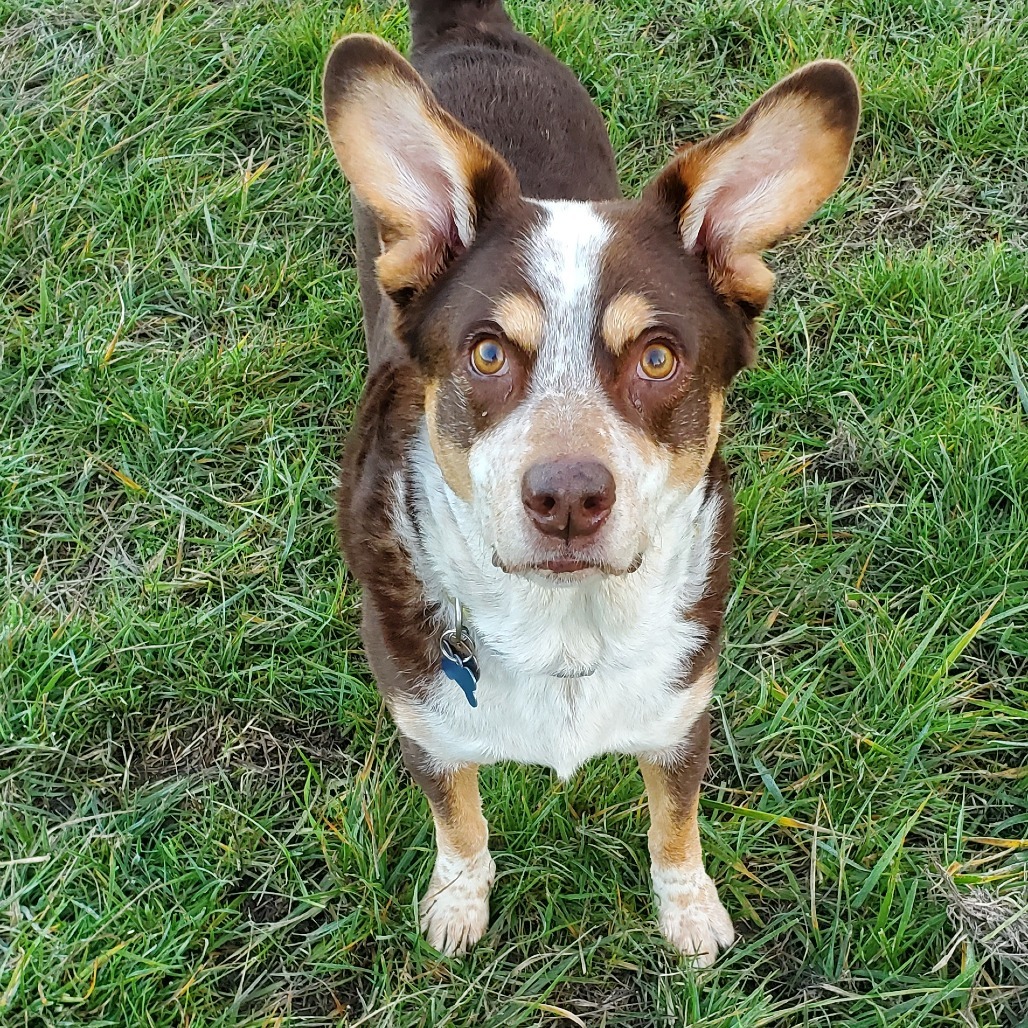 BJ, an adoptable Cattle Dog, Cardigan Welsh Corgi in Corvallis, OR, 97330 | Photo Image 4