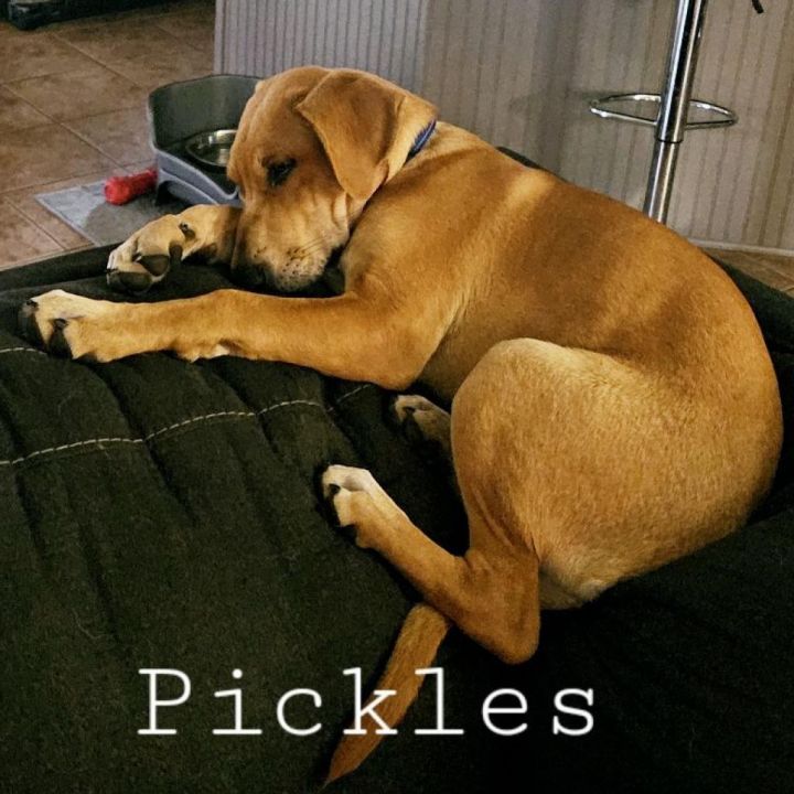 Pickles 2