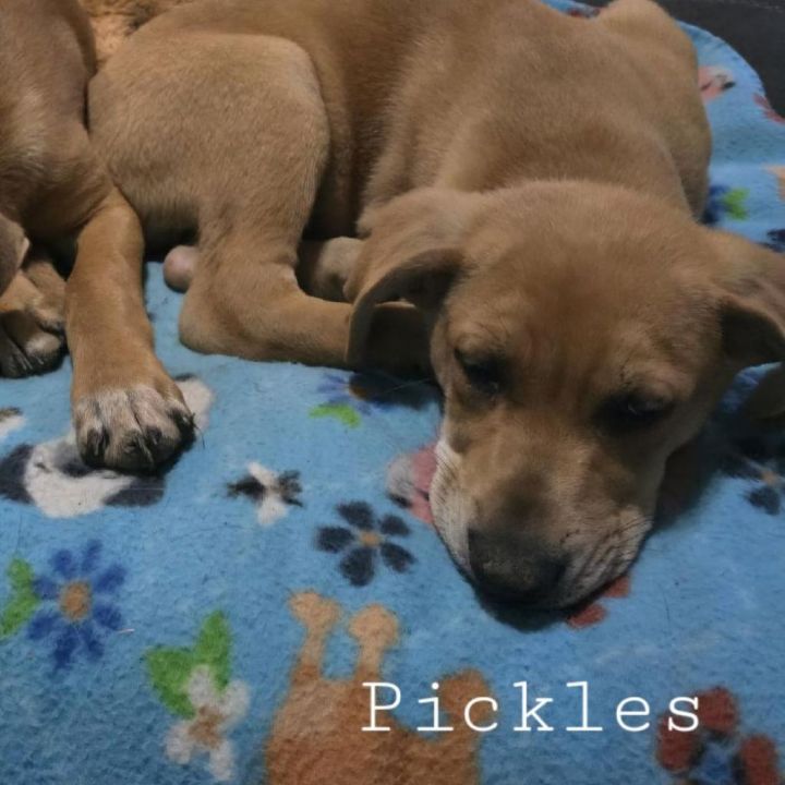 Pickles 3