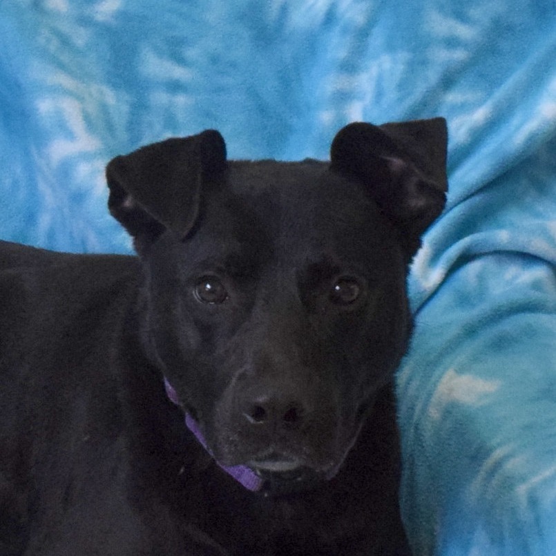 Brolin, an adoptable Labrador Retriever, Pit Bull Terrier in Eureka, CA, 95503 | Photo Image 1