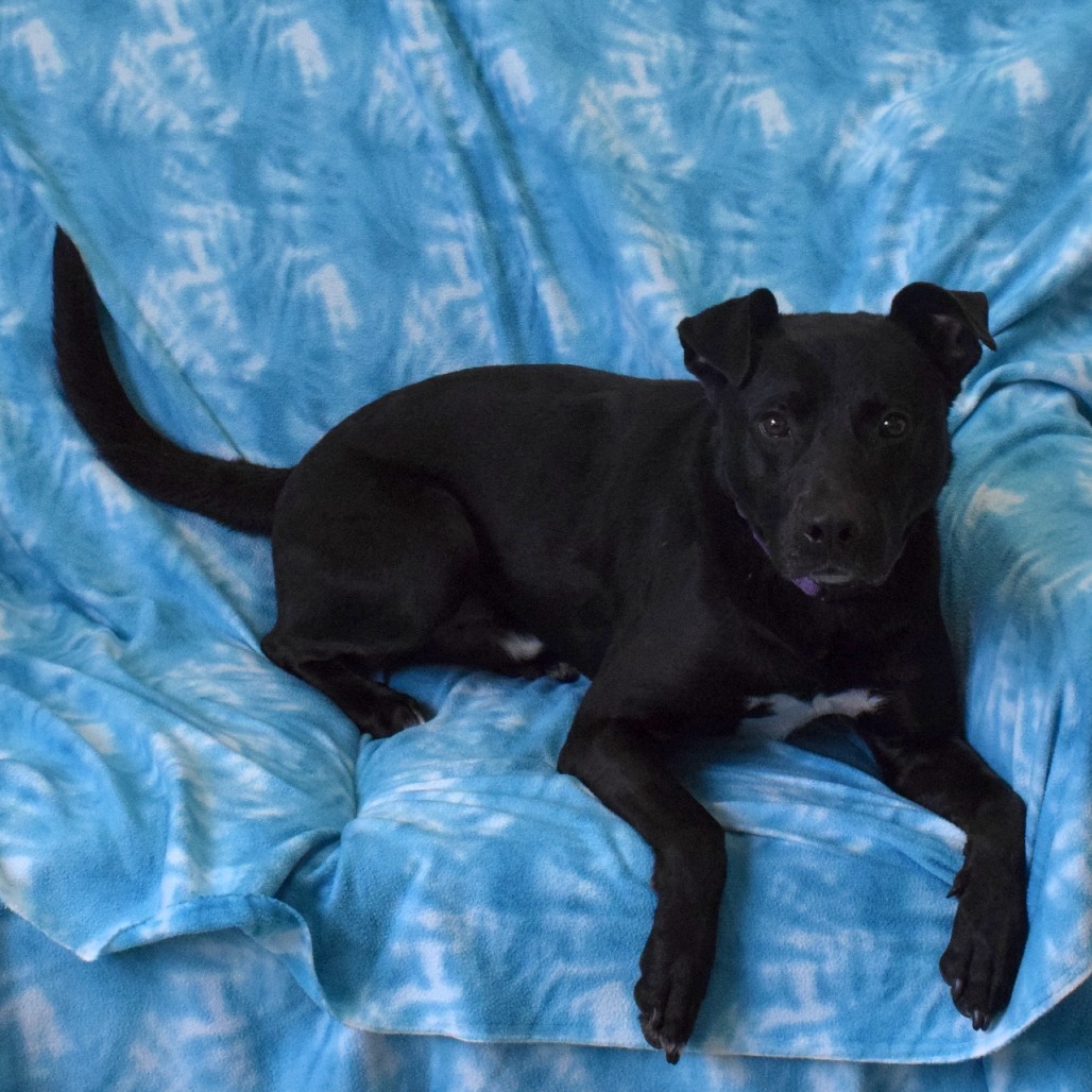 Brolin, an adoptable Labrador Retriever, Pit Bull Terrier in Eureka, CA, 95503 | Photo Image 2