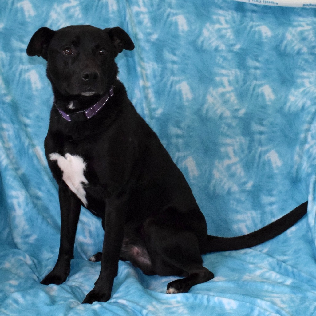 Brolin, an adoptable Labrador Retriever, Pit Bull Terrier in Eureka, CA, 95503 | Photo Image 3