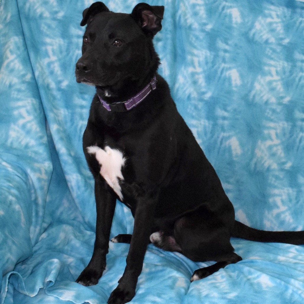 Brolin, an adoptable Labrador Retriever, Pit Bull Terrier in Eureka, CA, 95503 | Photo Image 4