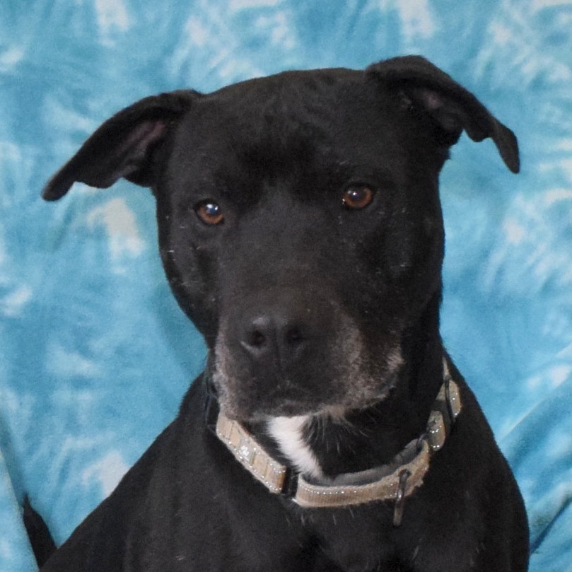 Blackjack, an adoptable Pit Bull Terrier in Eureka, CA, 95503 | Photo Image 1