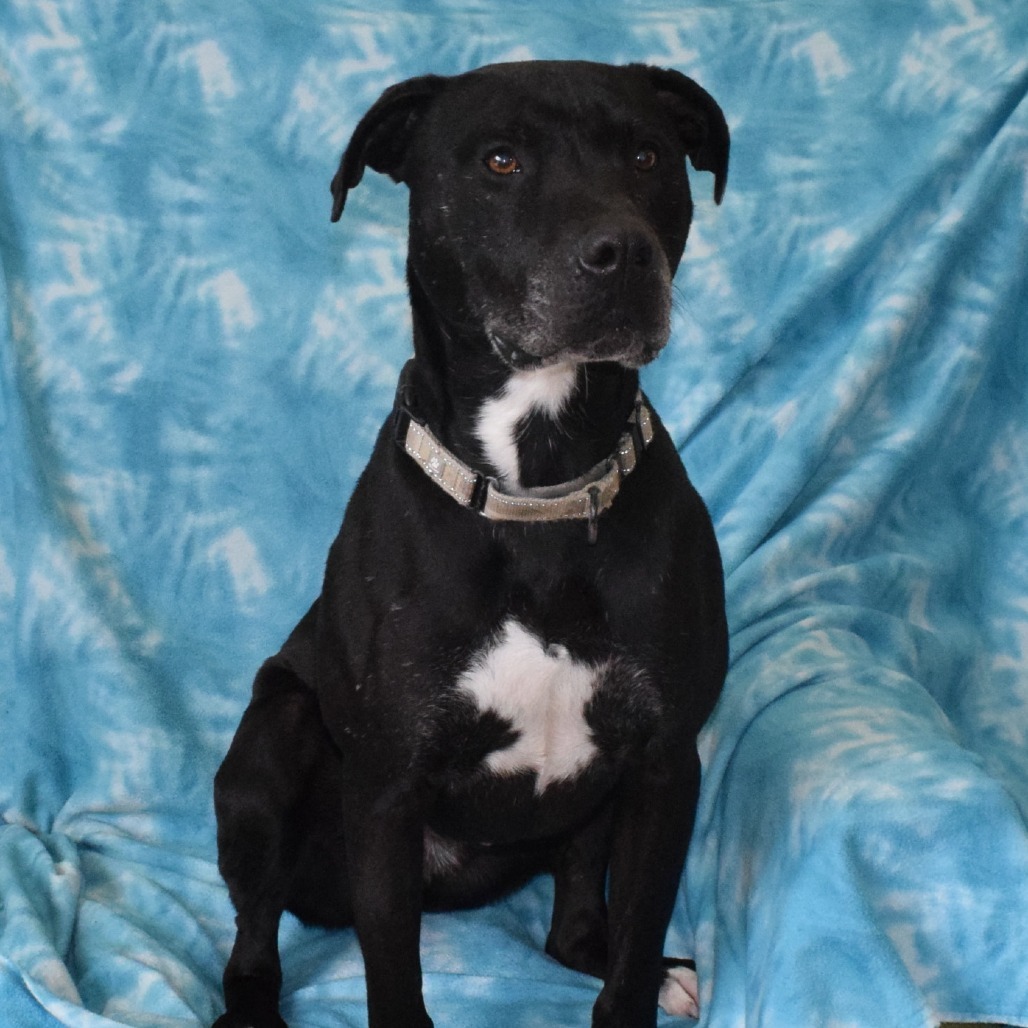 Blackjack, an adoptable Pit Bull Terrier in Eureka, CA, 95503 | Photo Image 2