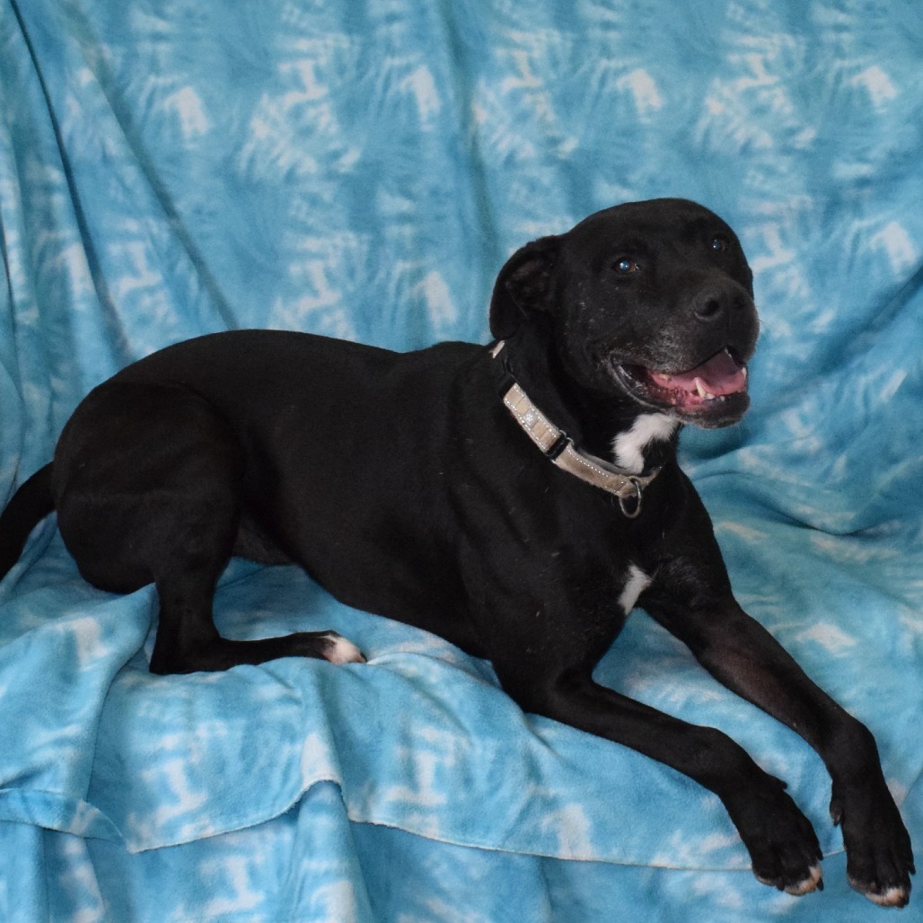 Blackjack, an adoptable Pit Bull Terrier in Eureka, CA, 95503 | Photo Image 3